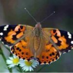order butterflies online