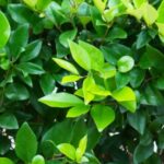 wax leaf privet