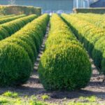 hedge plants