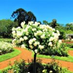 rose bushes